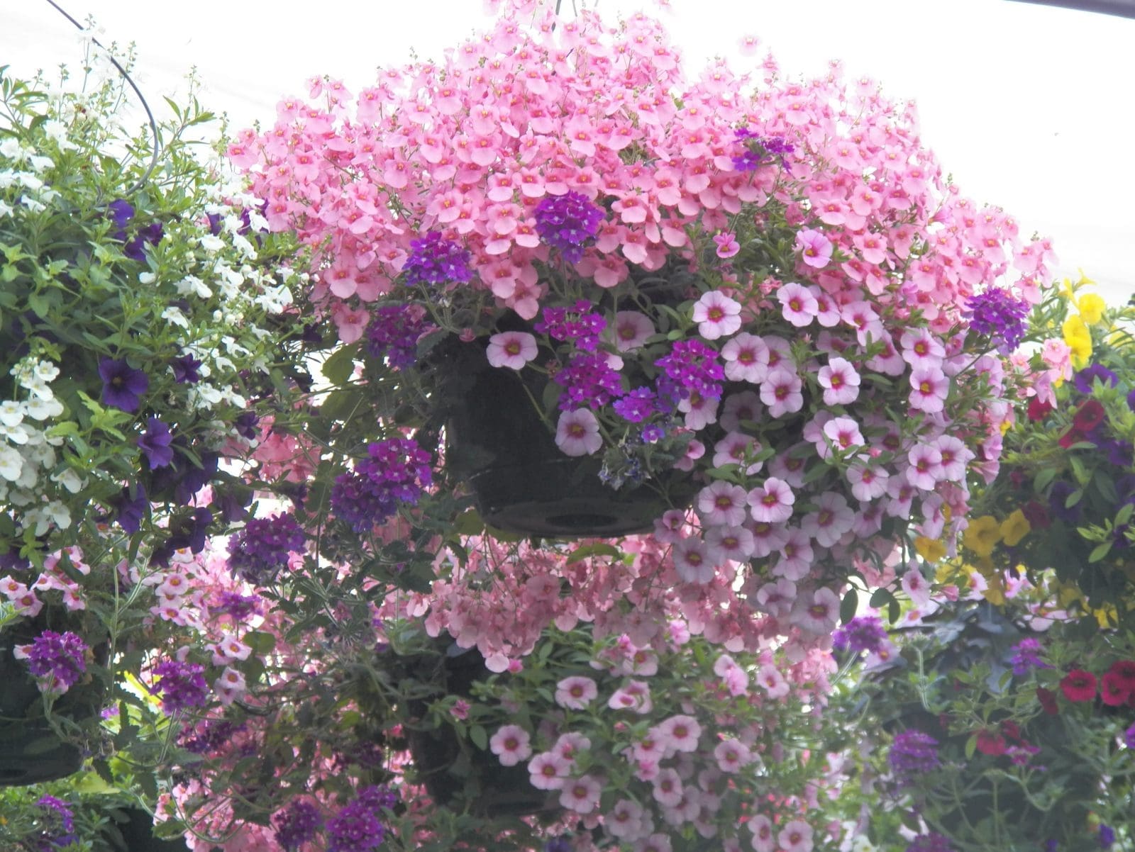 Hanging-Baskets