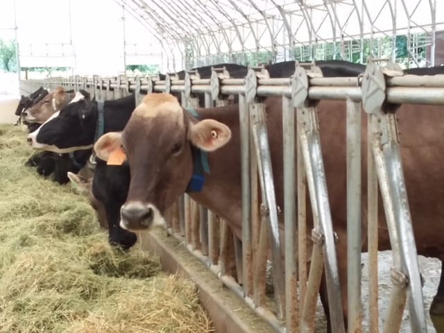 June-AG2-cows