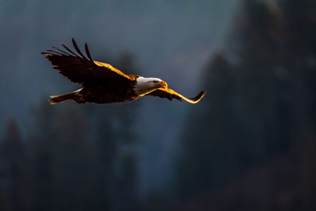 The Evening Hunt Of A Bald Eagle
