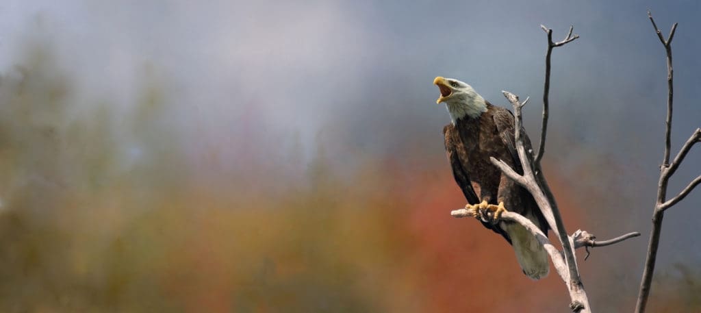 bald eagle in nature during fall