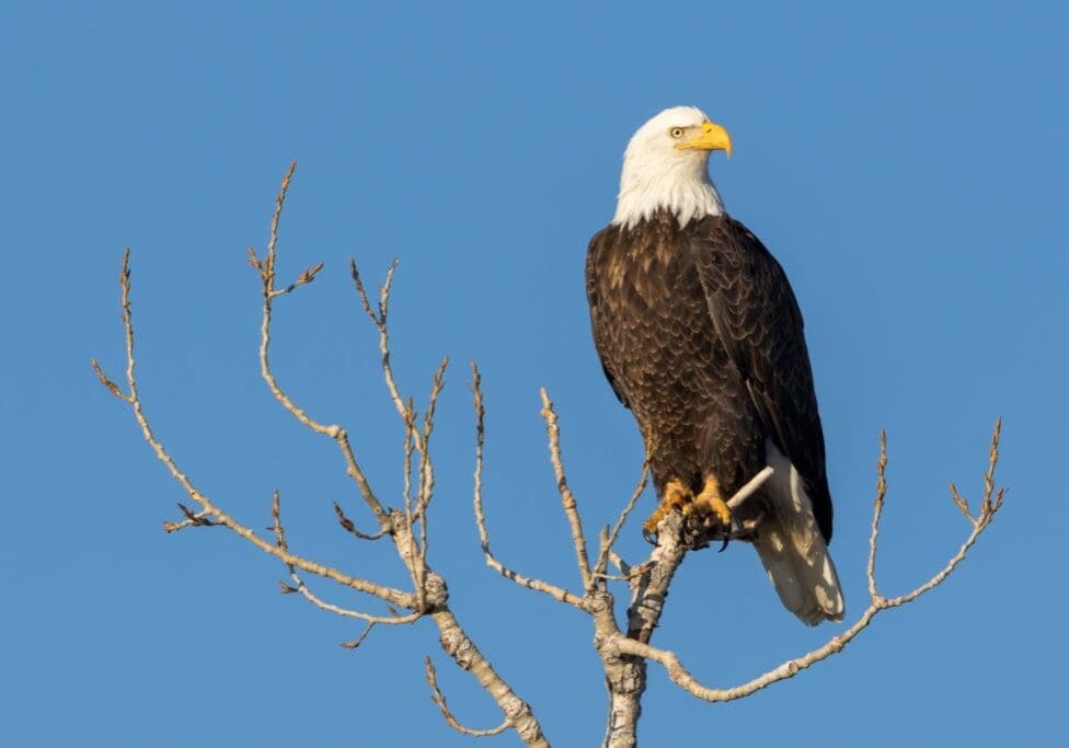 Gorgeous Perched Eagle
