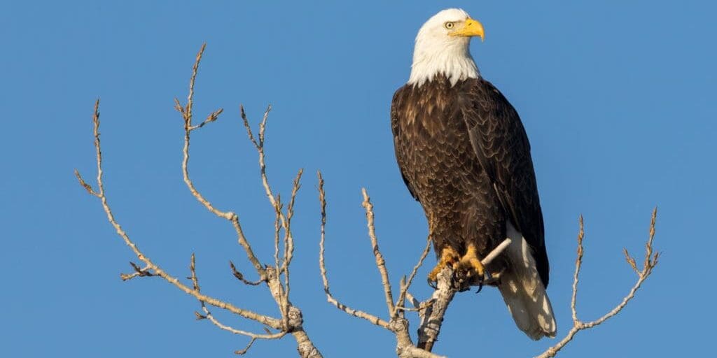 Gorgeous Perched Eagle