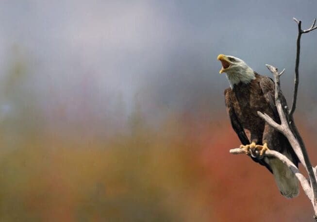 bald eagle in nature during fall