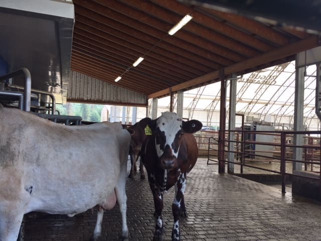 June-es-cow